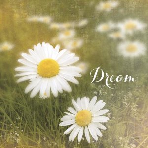 Sue Schlabach - Daisy Dreams
