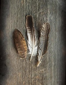 Sue Schlabach - Feather Collection II