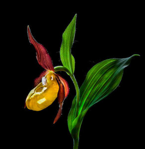 Nora De Angelli - Macro Close-Up Photograph Of The Lady's Slipper Orchid