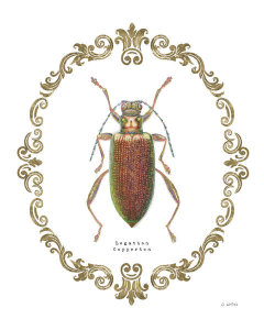 James Wiens - Adorning Coleoptera VI
