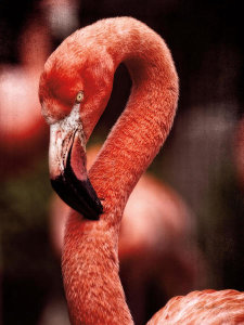 Debra Van Swearingen - Caribbean Flamingo II