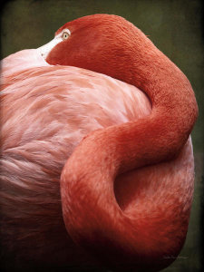 Debra Van Swearingen - Caribbean Flamingo I