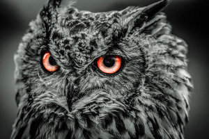 European Master Photography - Wise Owl 5 black & white