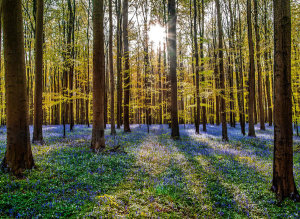 European Master Photography - Fairytale Forest Sunlight