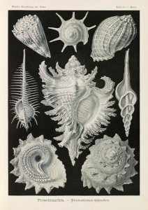 Ernst Haeckel - Aquatic and Terrestrial Snails (Prosobranchia - Dorderkiemen-Schnecken)