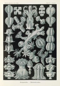 Ernst Haeckel - Corals in the subclass Octocorallia (Gorgonida - Rindenkorallen)