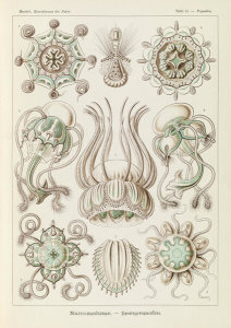 Ernst Haeckel - Jellyfish (Narcomedusae - Spangenquallen)