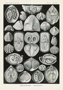 Ernst Haeckel - Marine Animals (Spirobranchia - Spiralkiemer)