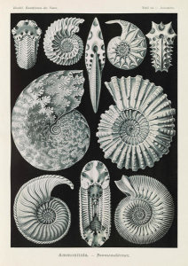 Ernst Haeckel - Marine Mollusks (Ammonitida - Ammonshorner)