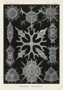 Ernst Haeckel - Microorganisms (Spumellaria - Schaumstrahlinge)