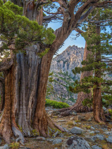Tim Fitzharris - Western Juniper and Jeffrey Pine, Phipps Peak, Eldorado National Forest, California