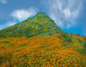 Tim Fitzharris - California Poppies in spring bloom, Diamond Valley Lake, California