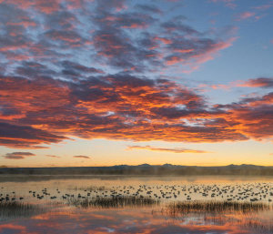 Tim Fitzharris - Snow Goose flock in pond at sunrise, Bosque del Apache National Wildlife Refuge, New Mexico