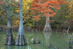 Tim Fitzharris - Bald Cypresses in autumn, White River National Wildlife Refuge, Arkansas