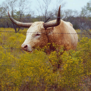 Carol Highsmith - Longhorn in Abilene State Park, Texas, 1980