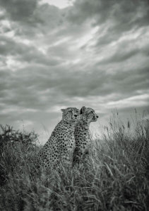 Jaco Marx - Cheetah Dreams
