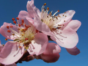 Snezana Petrovic - Peach Blossoms