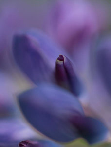 Bee Thalin - Purple Heart