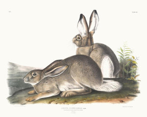 John James Audubon - Lepus Townsendii, Townsend's Rocky Mountain Hare