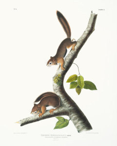 John James Audubon - Sciurus Richardsonii, Richardson's Columbian Squirrel