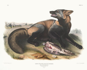 John James Audubon - Canis (Vulpes) Fulvus, American Cross-Fox
