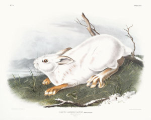 John James Audubon - Lepus Americanus, Northern Hare