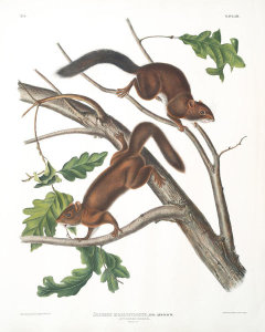 John James Audubon - Sciurus mollipilosus, Soft-haired Squirrel