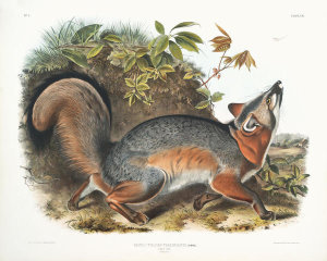 John James Audubon - Vulpes Virginianus, Grey Fox