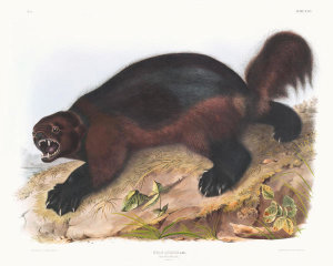 John James Audubon - Gulo luscus, Wolverine