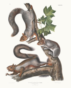 John James Audubon - Sciurus migratorius, Migratory Squirrel