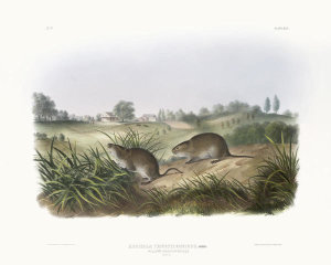 John James Audubon - Arvicola Pennsylvanicus, Wilson's Meadow Mouse