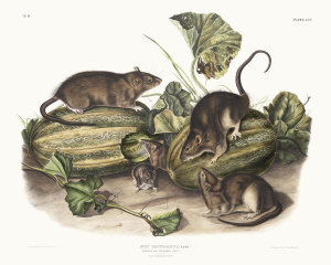 John James Audubon - Mus decumanus, Brown, or Norway Rat