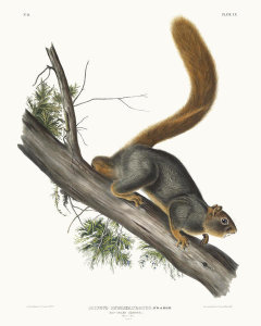 John James Audubon - Sciurus rubricaudatus, Red-tailed Squirrel