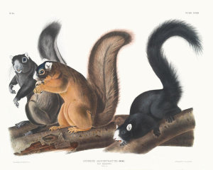 John James Audubon - Sciurus capistratus, Fox Squirrel