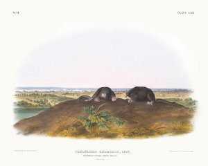 John James Audubon - Condylura cristata, Common Star-nose Mole