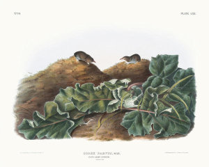 John James Audubon - Sorex parvus, Say's Least Shrew