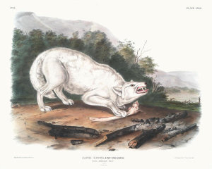 John James Audubon - Canis lupus, White American Wolf