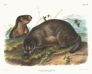 John Woodhouse Audubon - Arctomys pruinosus, Hoary Marmot