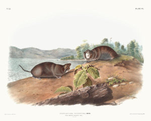John Woodhouse Audubon - Pseudostoma talpoides, Mole-shaped Pouched Rat