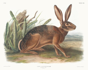 John Woodhouse Audubon - Lepus californicus, Californian Hare