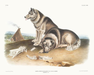 John Woodhouse Audubon - Canis familiaris, Esquimaux Dog