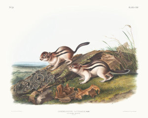John Woodhouse Audubon - Spermophilus lateralis, Say's Marmot Squirrel