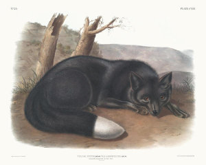 John Woodhouse Audubon - Vulpes fulvus, American Black, or Silver Fox