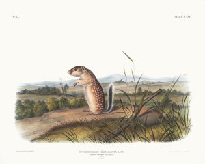 John Woodhouse Audubon - Spermophilus Mexicanus, Mexican Marmot Squirrel. Male