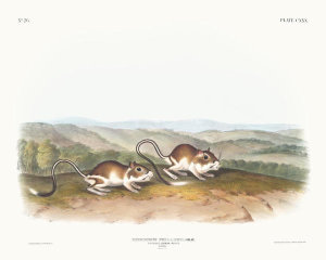 John Woodhouse Audubon - Dipodomys Phillipsii, Pouched Jerboa Mouse. Males