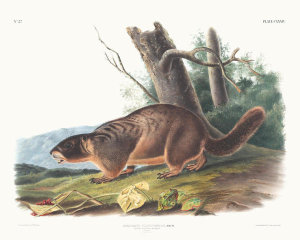 John Woodhouse Audubon - Arctomys flaviventer, Yellow-bellied Marmot