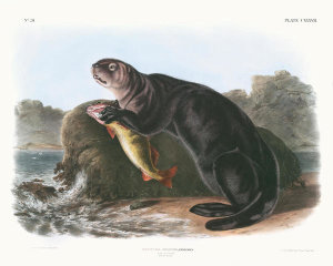 John Woodhouse Audubon - Enhydra marina, Sea Otter. Young male