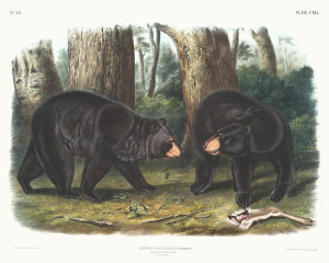John Woodhouse Audubon - Ursus Americanus, American Black Bear