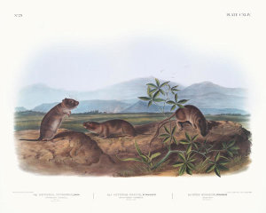 John Woodhouse Audubon - 1. Arvicola Townsendii, Townsend's Arvicola; 2. Arvicola nasuta, Sharp-nosed Arvicola. Natural size. 3. Mus riparius, Bank Rat