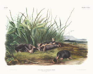John Woodhouse Audubon - Scalops Townsendii, Townsend's Shrew Mole. Males